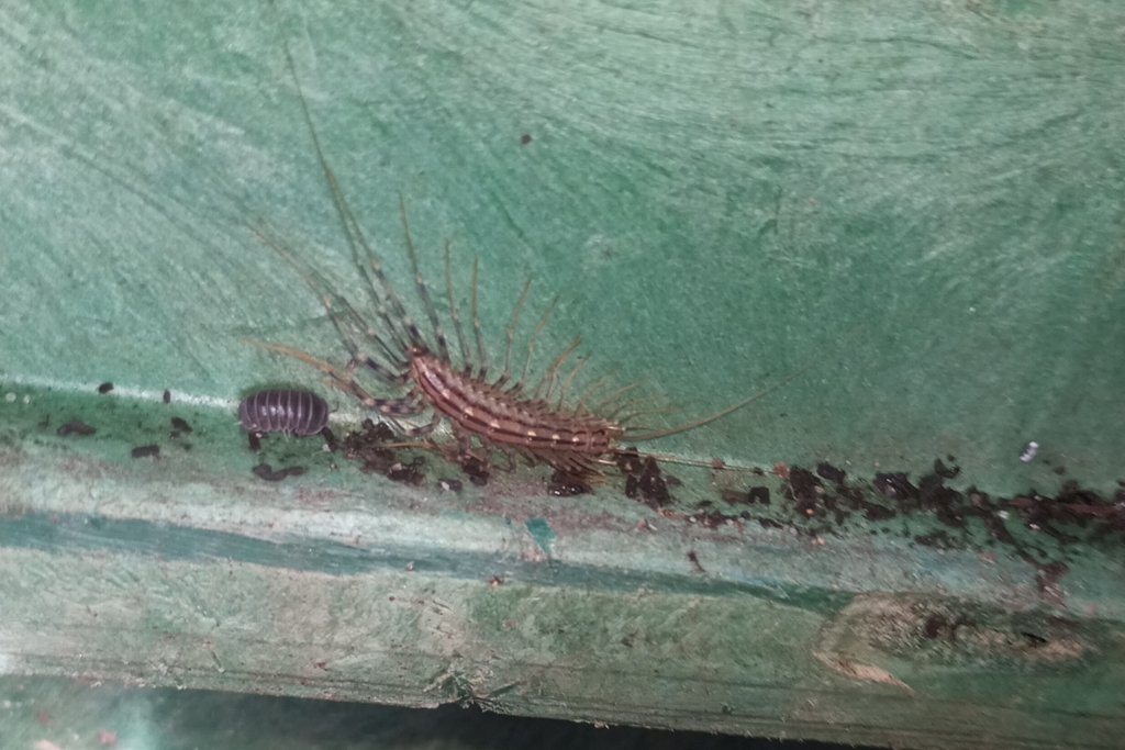 House Centipede from 2810-262 Almada, Portugal on November 12, 2023 at ...
