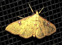 Archernis callixantha