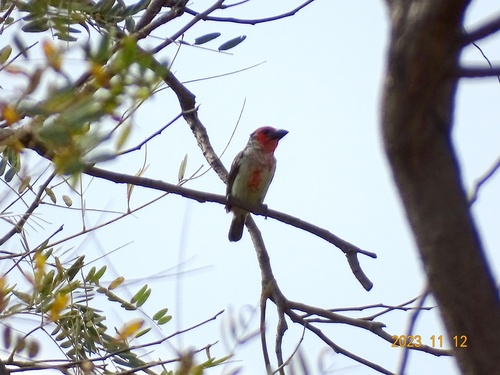 Vieillot's Barbet