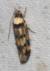 Sphyrelata nefanda