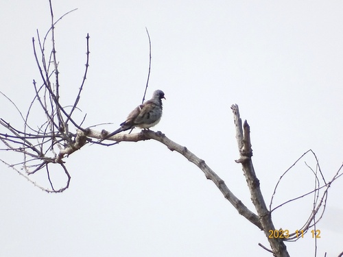 Namaqua Dove