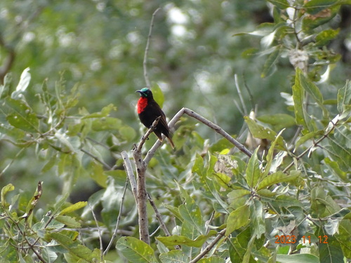 Scarlet-chested Sunbird
