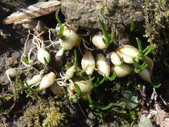 Ornithogalum umbellatum
