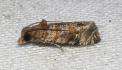 Lobesia transtrifera