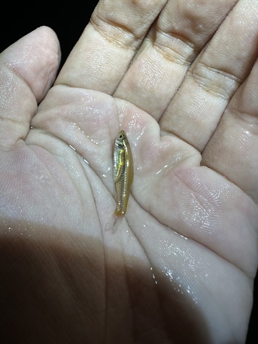 Blackline rasbora (Rasbora borapetensis) — Cyprinidae — 2