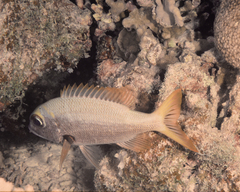 Monotaxis heterodon