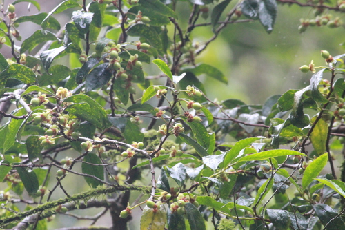 Narrow-Leaved Violetbush (Rinorea angustifolia)