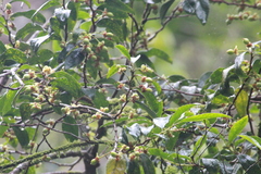 Rinorea angustifolia