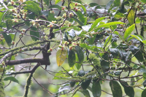 Image of Rinorea angustifolia by (c) Mahomed Desai, some rights reserved (CC BY)
