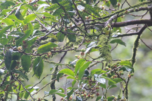 Image of Rinorea angustifolia by (c) Mahomed Desai, some rights reserved (CC BY)