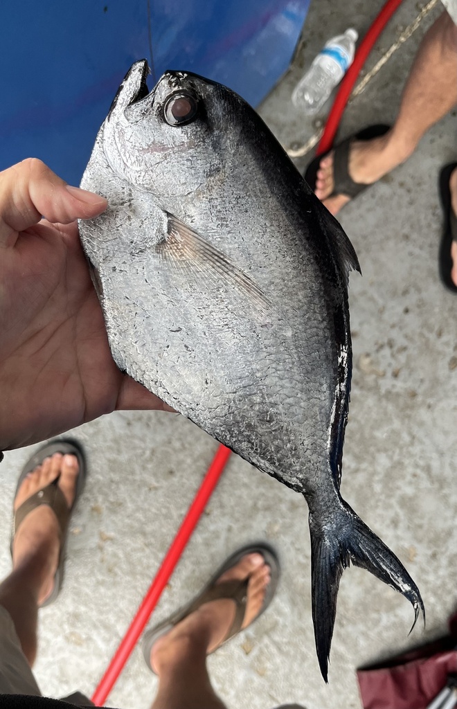 Lesser bream (Brama dussumieri) — Bramidae