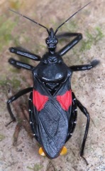 Apiomerus hirtipes