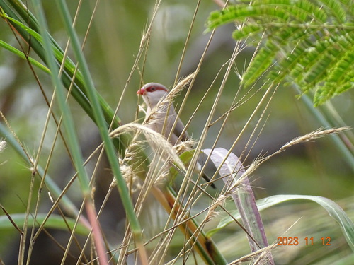 Black-rumped Waxbill