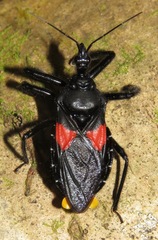 Apiomerus hirtipes