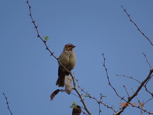 Chestnut-crowned Sparrow-Weaver