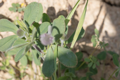 Trifolium albopurpureum