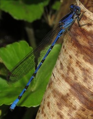 Argia elongata