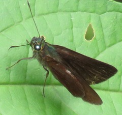 Astraptes