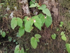 Begonia semiovata image