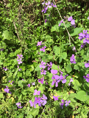 Orychophragmus violaceus