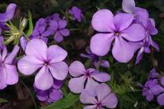 Polemoniaceae