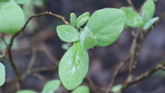 Dirca mexicana