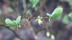 Dirca mexicana