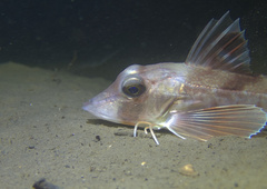 Grey Gurnard photo 3