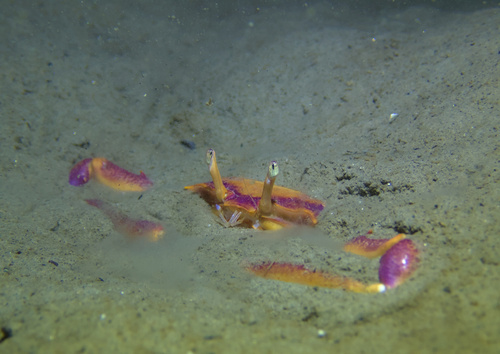 Angular Crab, Uddevalla, Sverige, photo 7 of 10