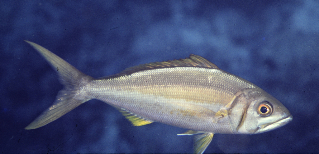 Small toothed jobfish