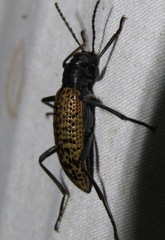 Strongylium cribripes