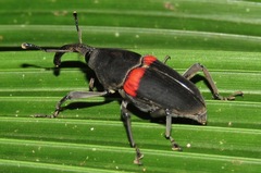 Cactophagus sanguinolentus