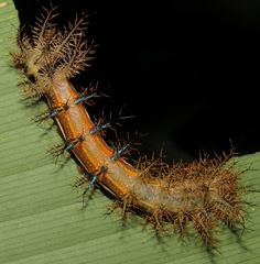 Automeris postalbida