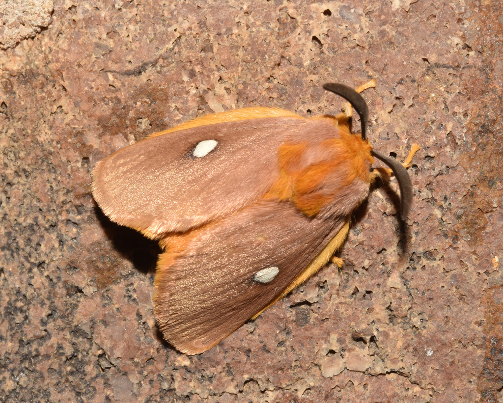Chrysopolominae