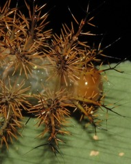 Automeris postalbida