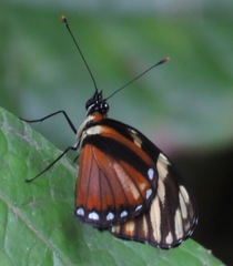 Eresia ithomioides alsina