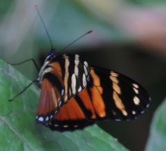 Eresia ithomioides alsina
