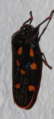 Mahanarva costaricensis