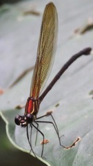 Hetaerina miniata