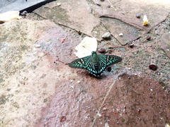 Phocides urania urania