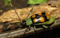 Diabrotica panamensis