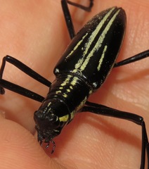 Ptychodes politus lecontei