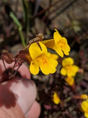 Erythranthe serpentinicola