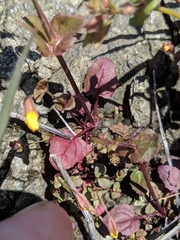 Erythranthe serpentinicola