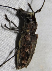 Steirastoma senex