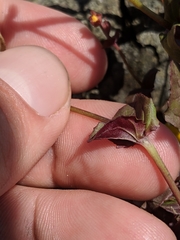 Erythranthe serpentinicola