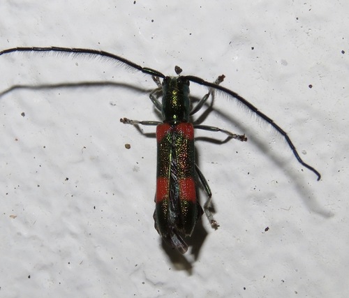 Eulachnesia amoena