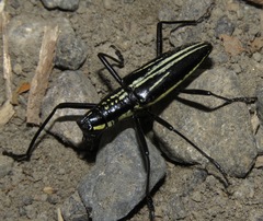 Ptychodes politus lecontei