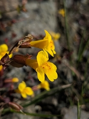 Erythranthe serpentinicola