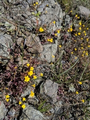 Erythranthe serpentinicola